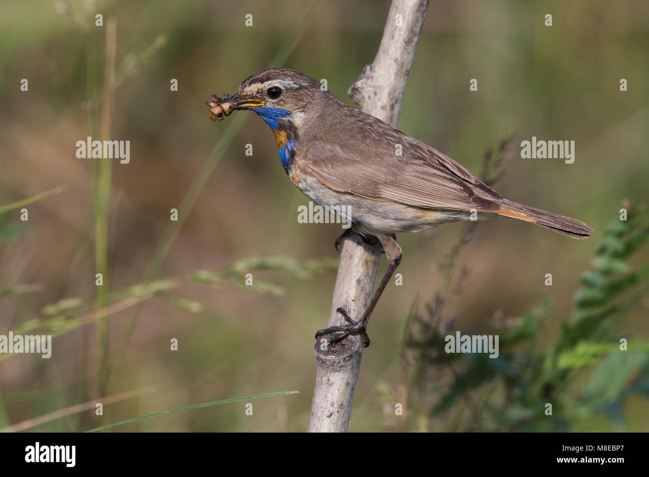 Red-spotted pettazzurro, Roodgesterde Blauwborst Foto Stock