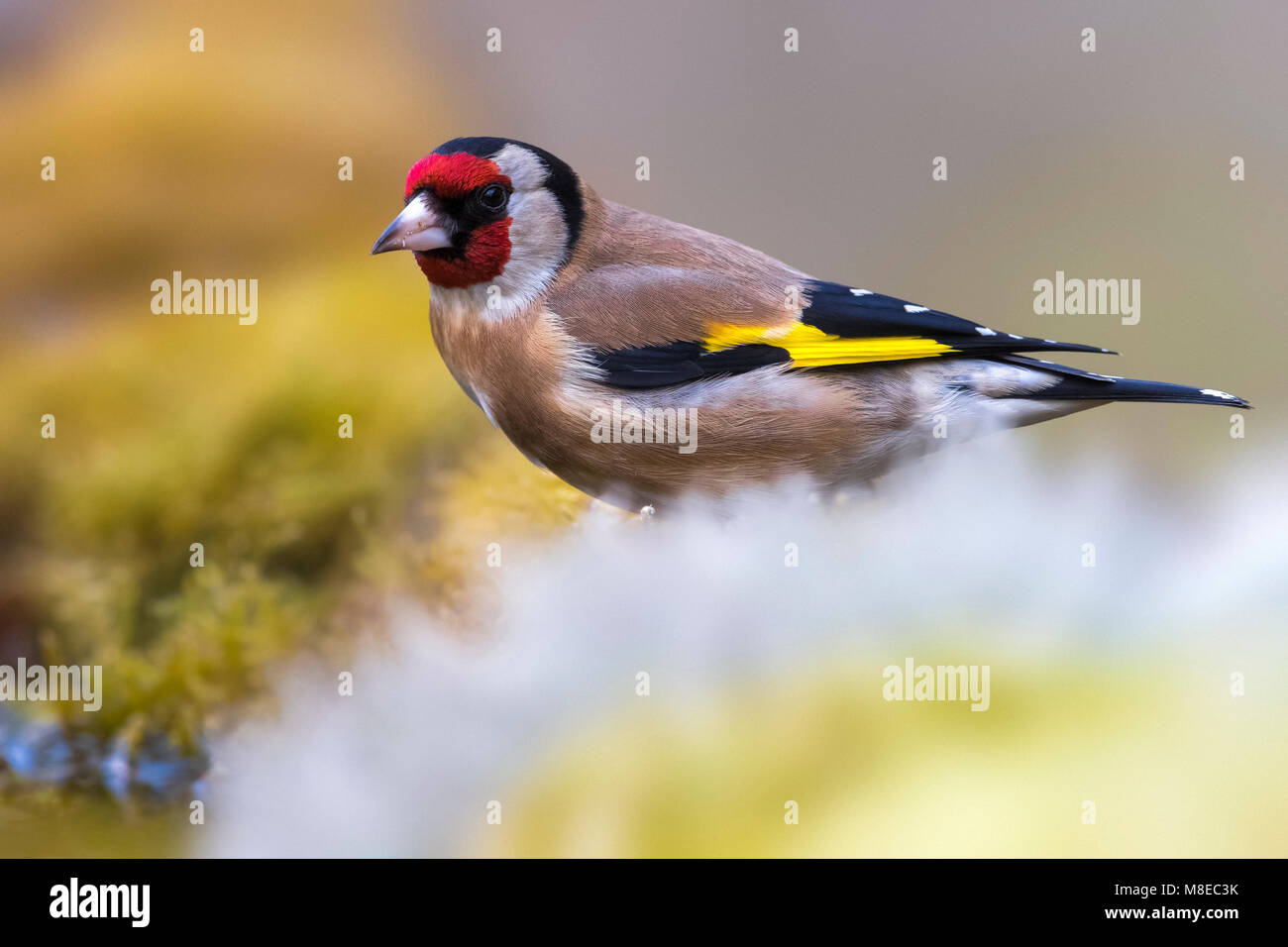 Putter; Eurasian Cardellino Foto Stock