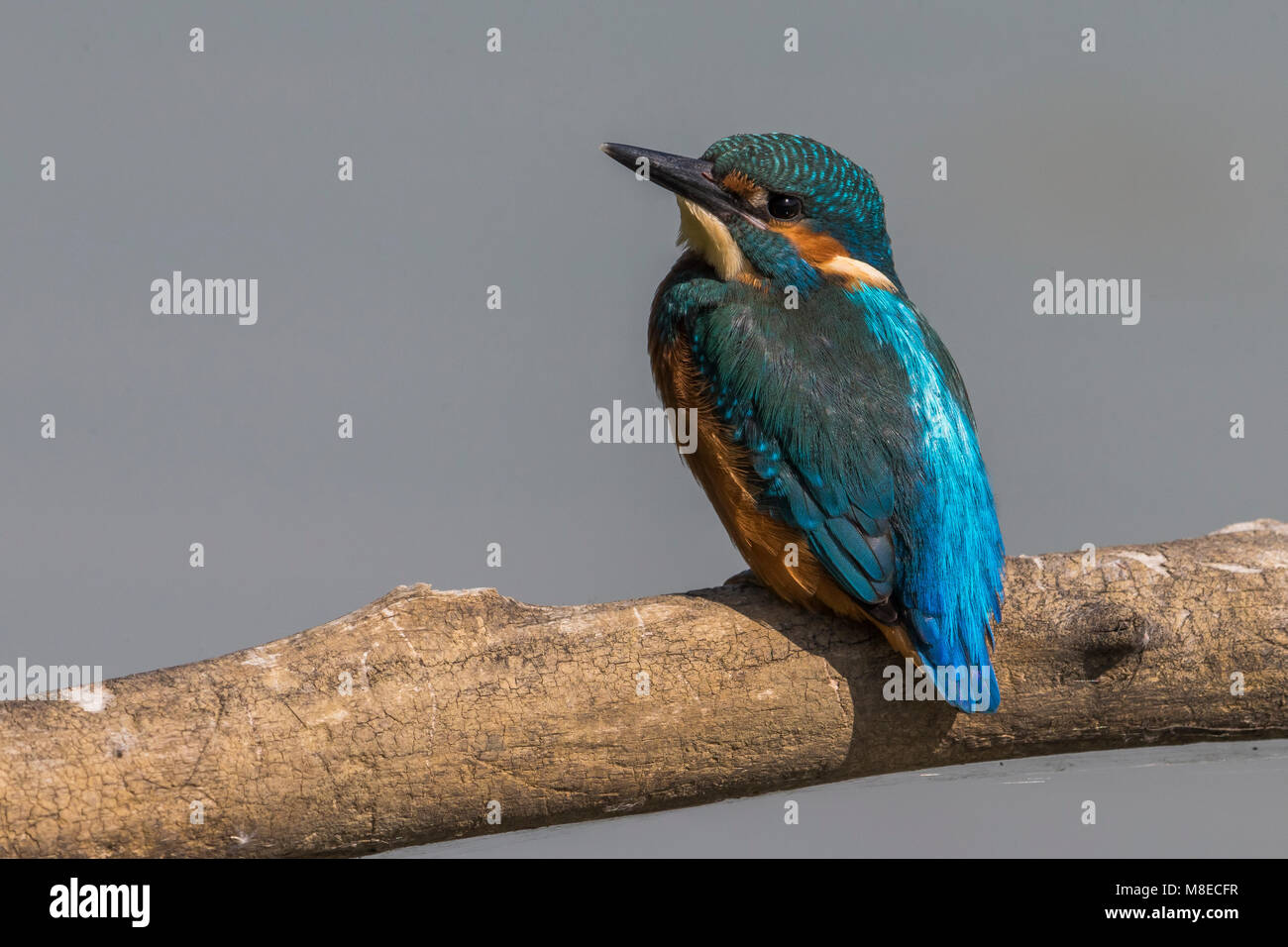 IJsvogel; Comune Kingfisher Foto Stock
