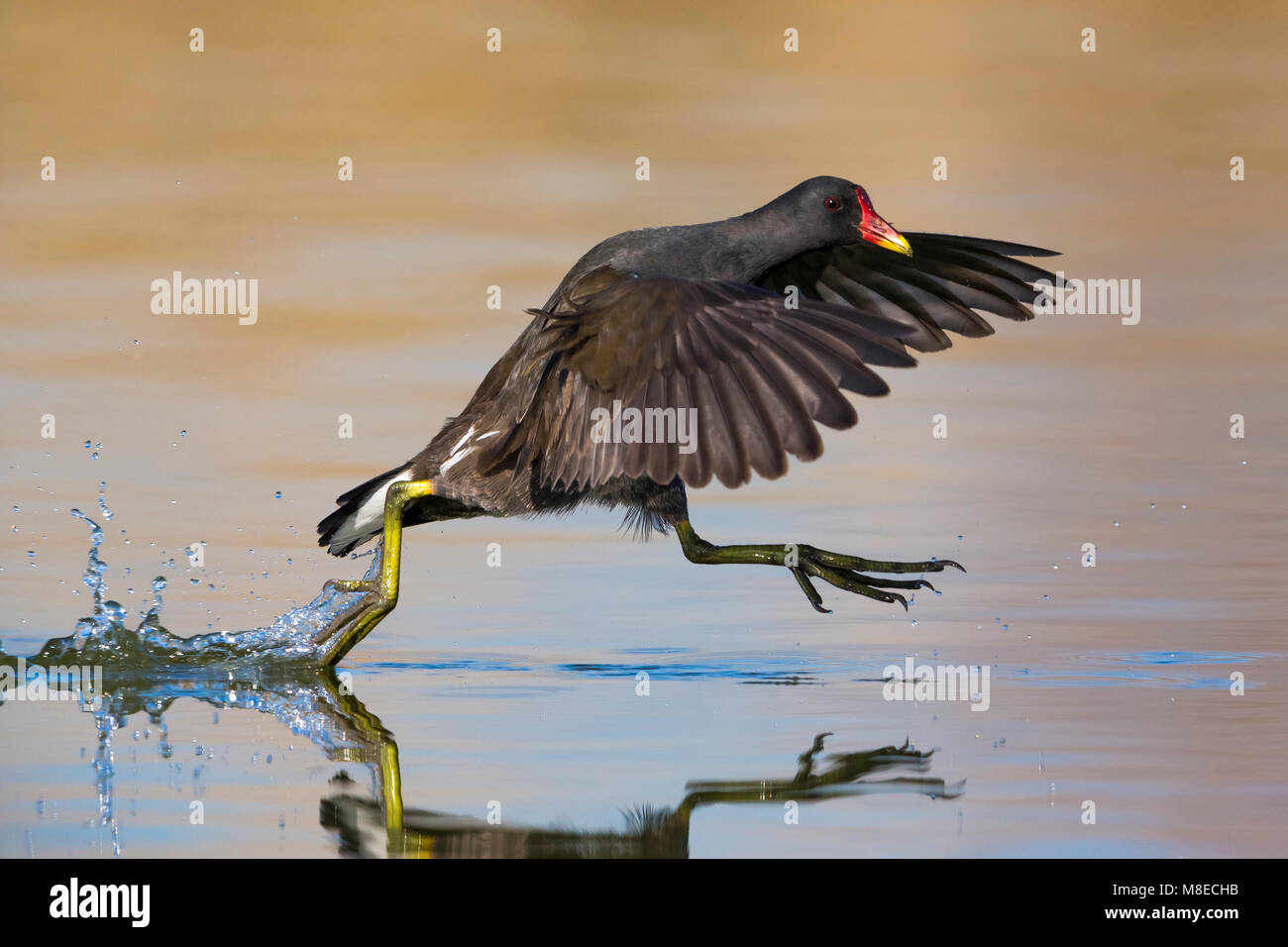 Waterhoen; Comune Moorhen Foto Stock