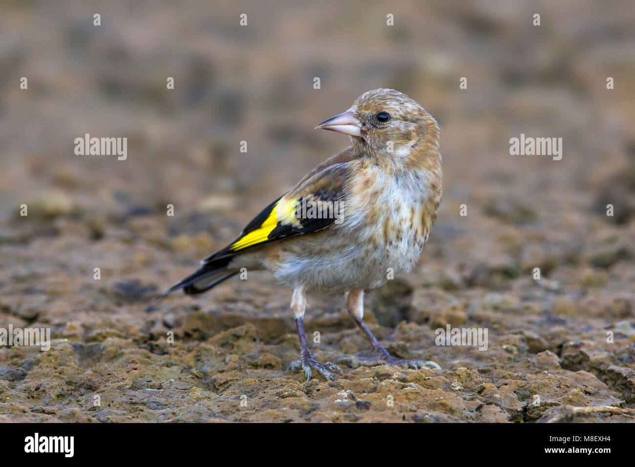 Putter, Eurasian Cardellino; Carduelis carduelis Foto Stock