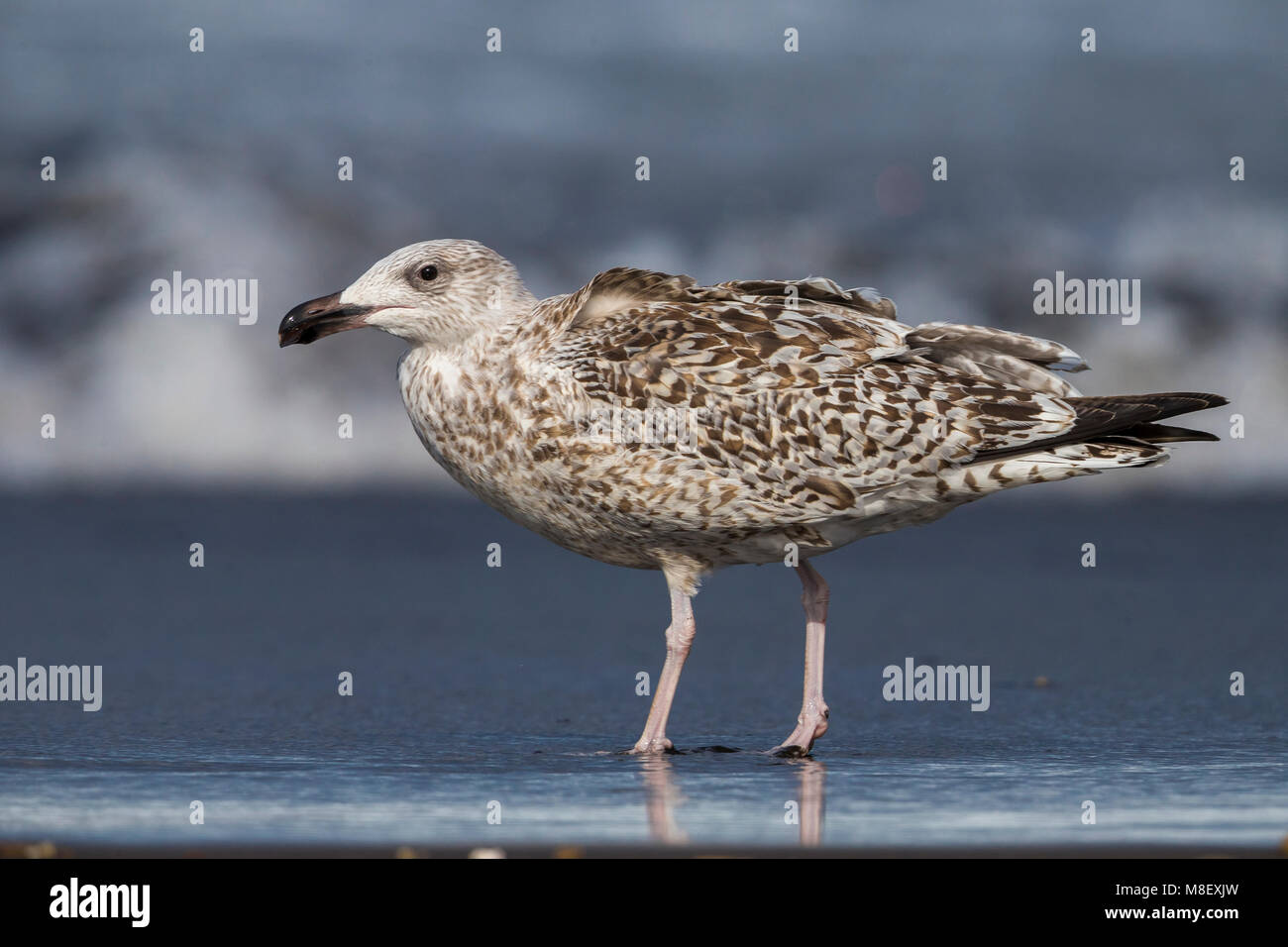 Onvolwassen Grote Mantelmeeuw; immaturo grande nero-backed Gull Foto Stock