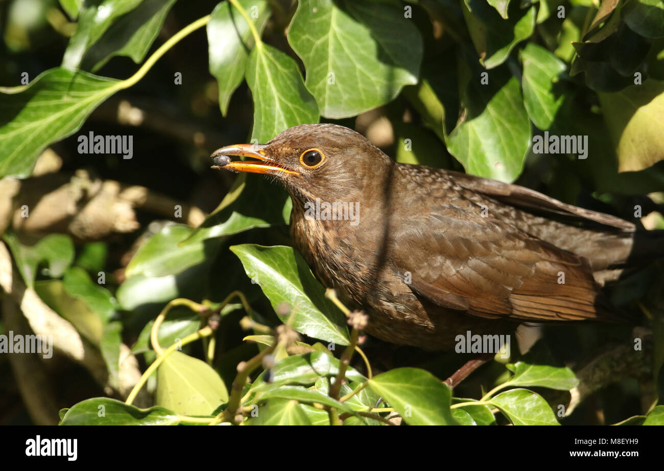 Una splendida femmina (Merlo Turdus merula) arroccato su di edera e di mangiare uno dei frutti di bosco che si ha nel suo becco. Foto Stock