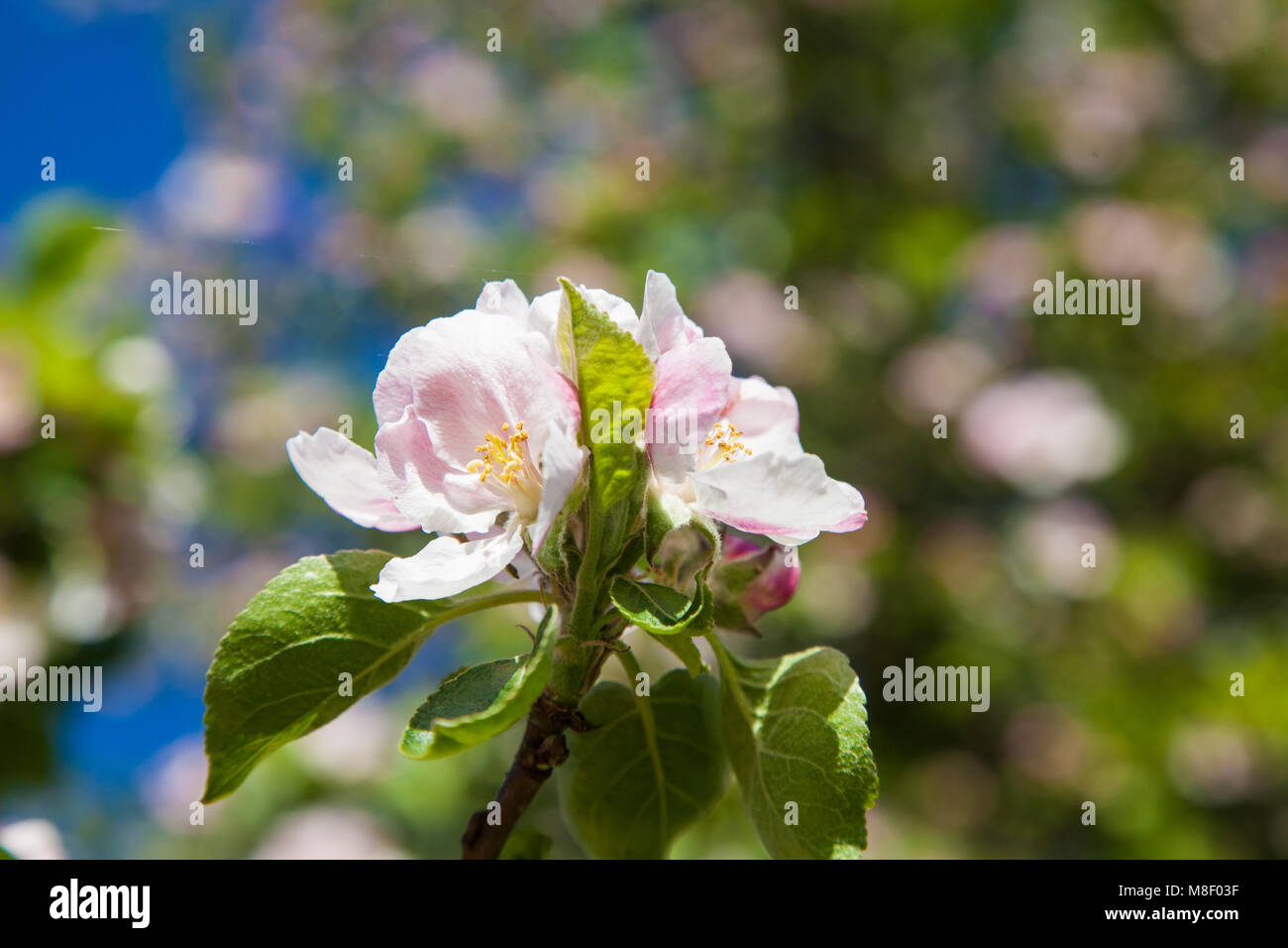 Pink apple blossom fiori su melo in primavera Foto Stock