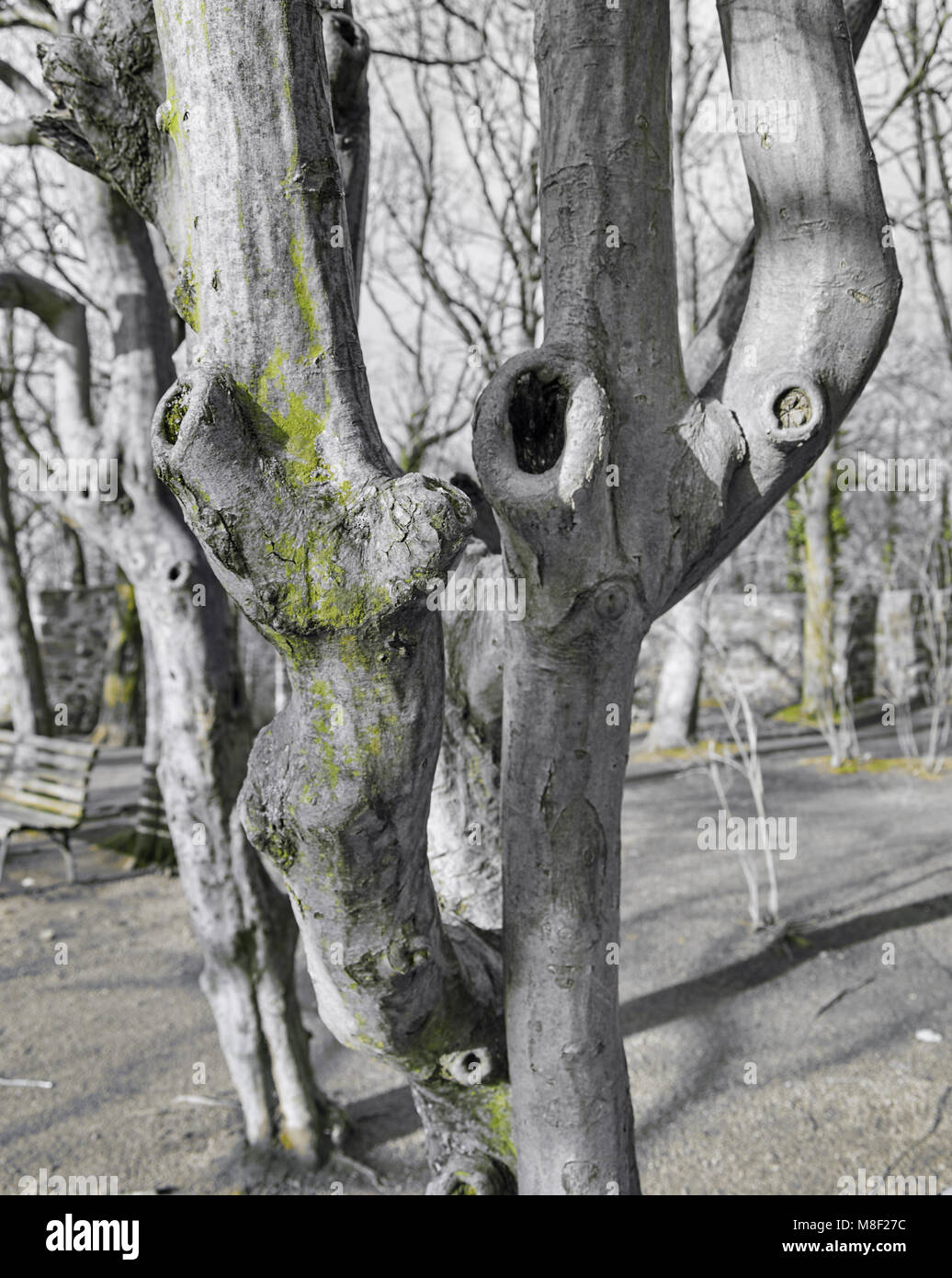 Varie albero di straordinarie forme e tronco forme di crescita, foto del bianco nero collezione colorata per gli sfondi Foto Stock