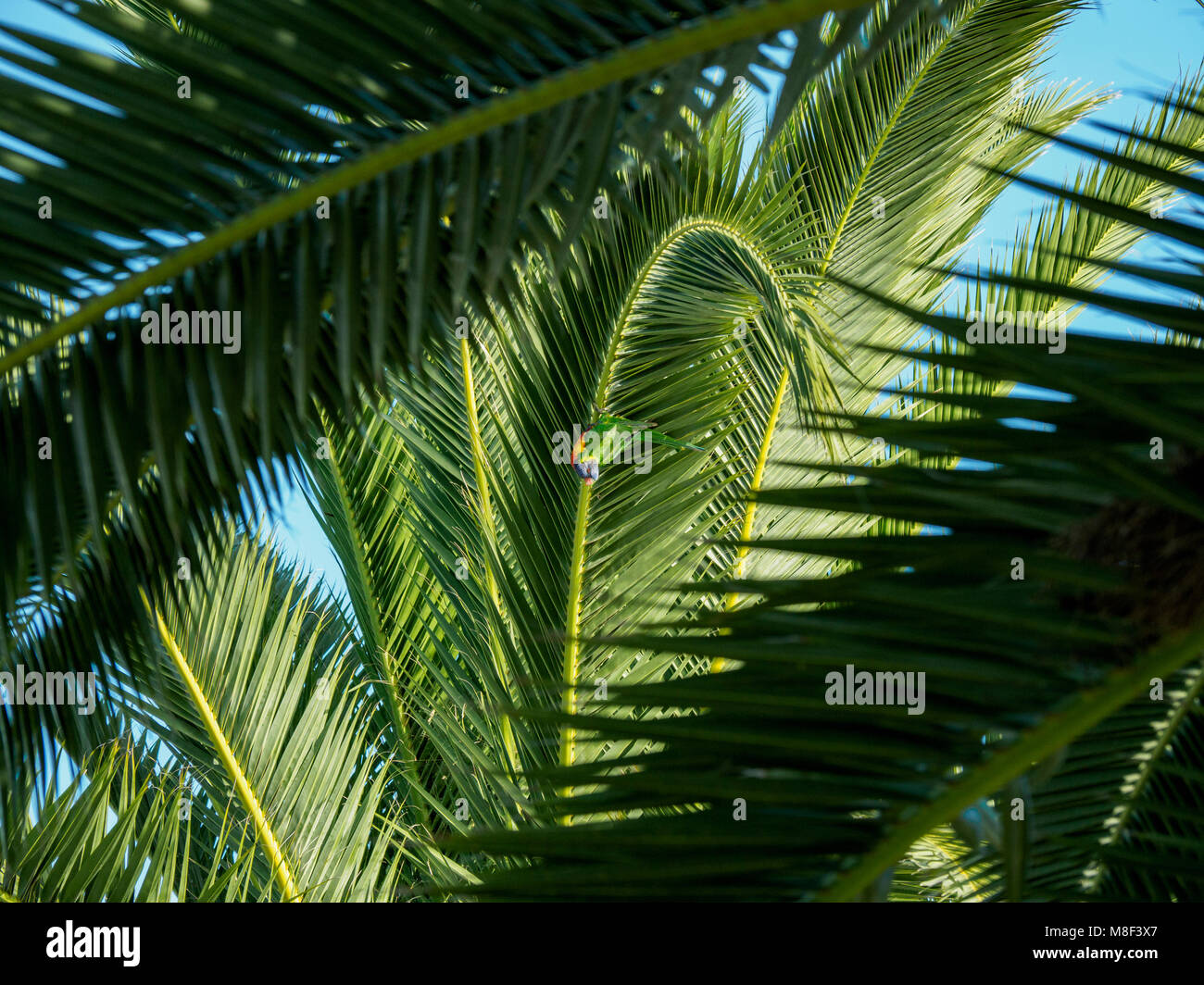 Llorikeet (Trichoglossus moluccanus) appollaiate su Palm tree Foto Stock