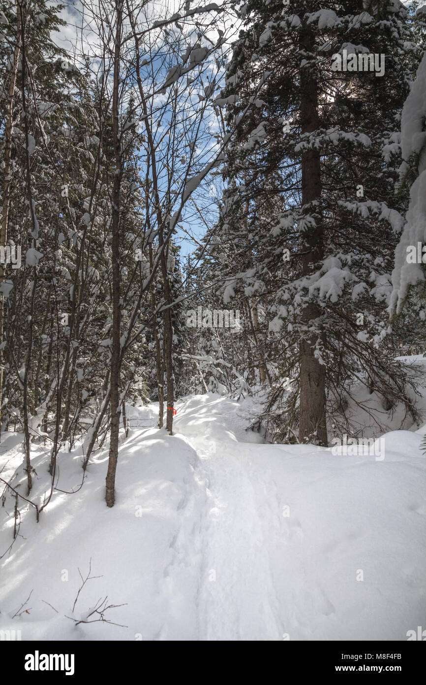 Itinerari segnalati per racchette da neve attraverso la foresta di conifere sotto il cielo blu, West Kelowna Foto Stock
