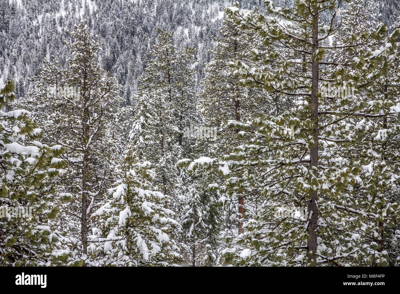 La profondità di campo migliora l impressione di strati di conifere in basso di una montagna-lato e un altro a distanza Foto Stock