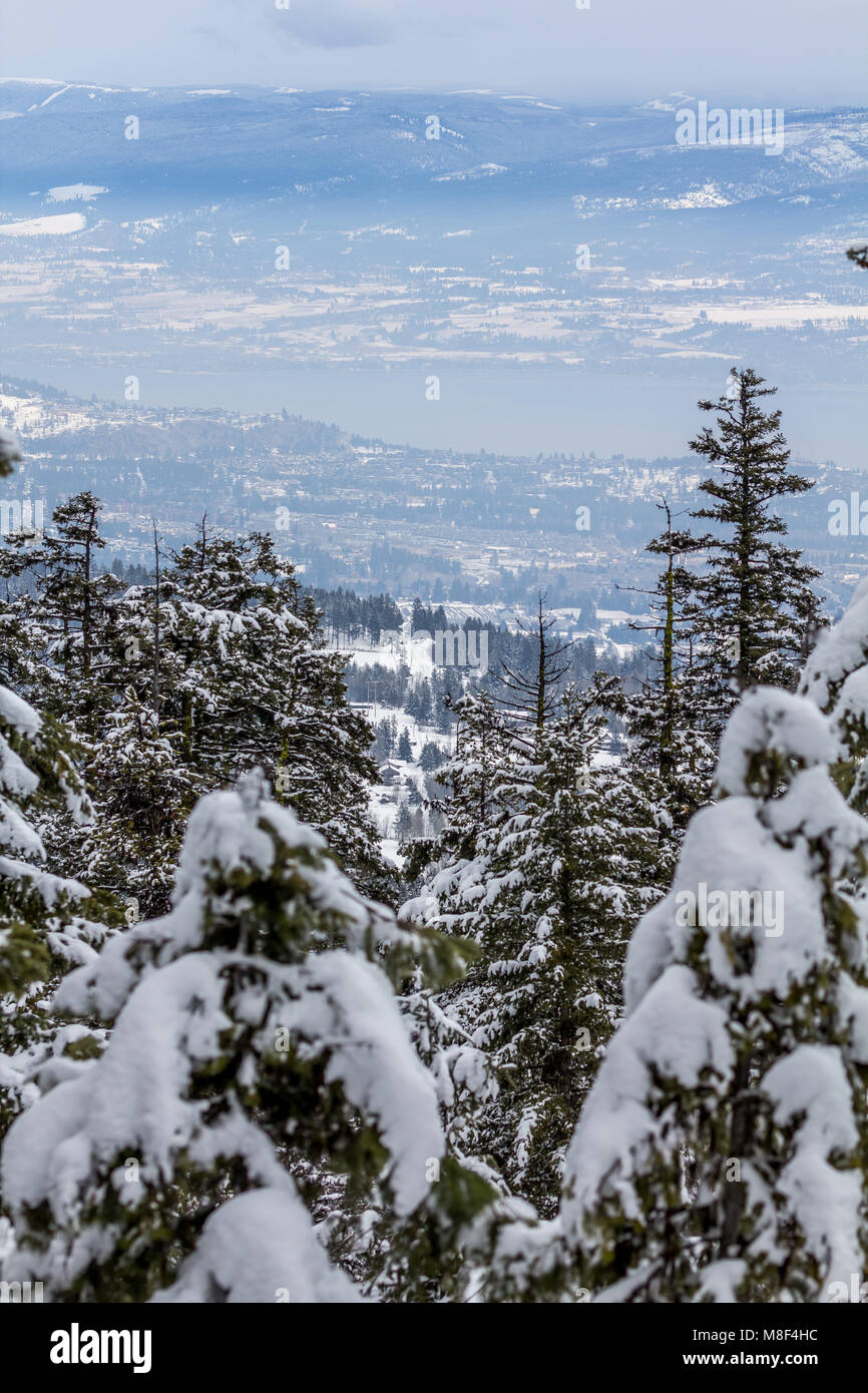 Colpo verticale guardando verso il basso attraverso gli alberi di conifere, al Lago Okanagan e il West Kelowna, BC, Canada. Tutta la zona è bianco dalla recente nevicata. Foto Stock