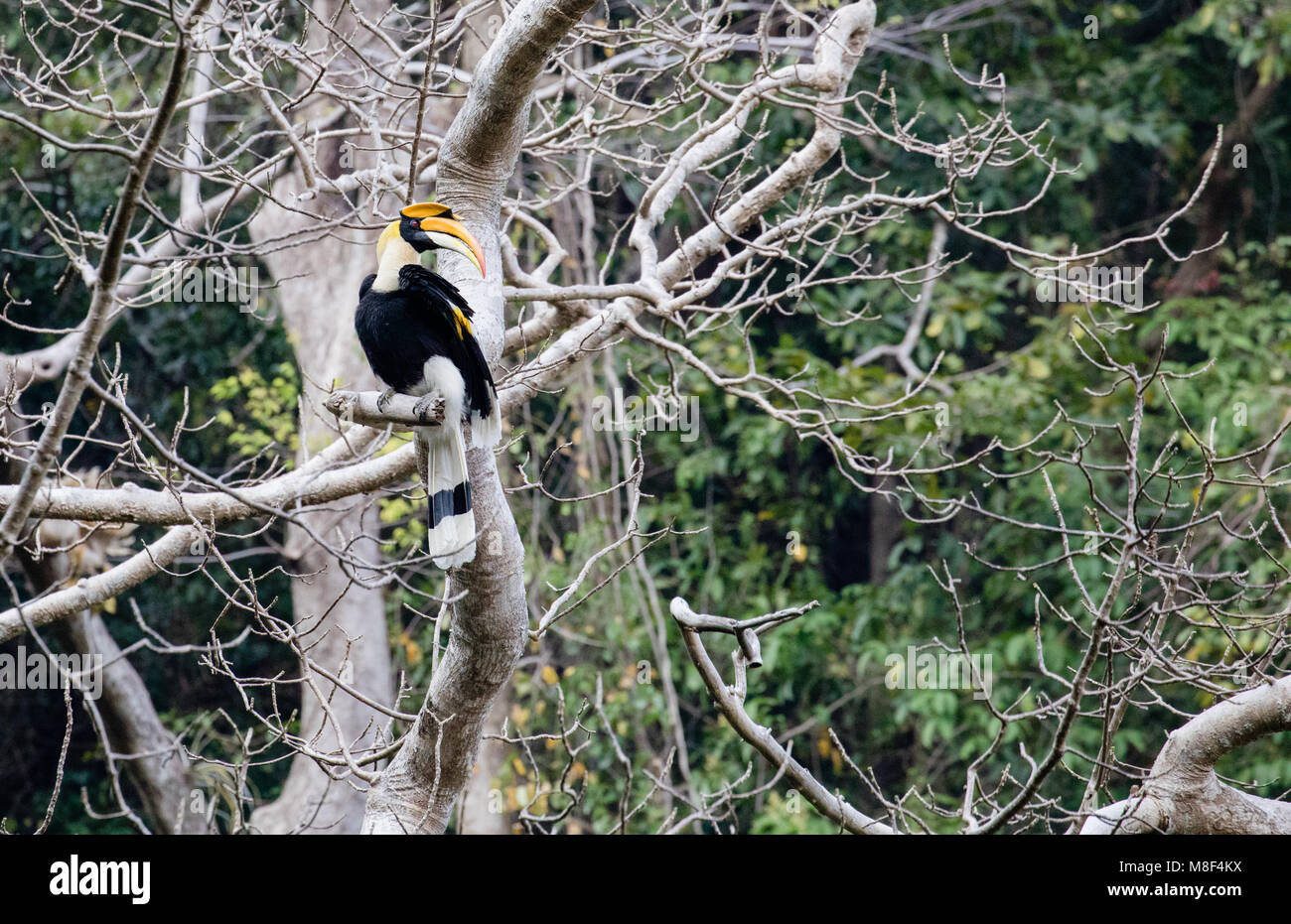 Buceros simum - La grande hornbill/Great Indian hornbill/grande pied hornbill Foto Stock