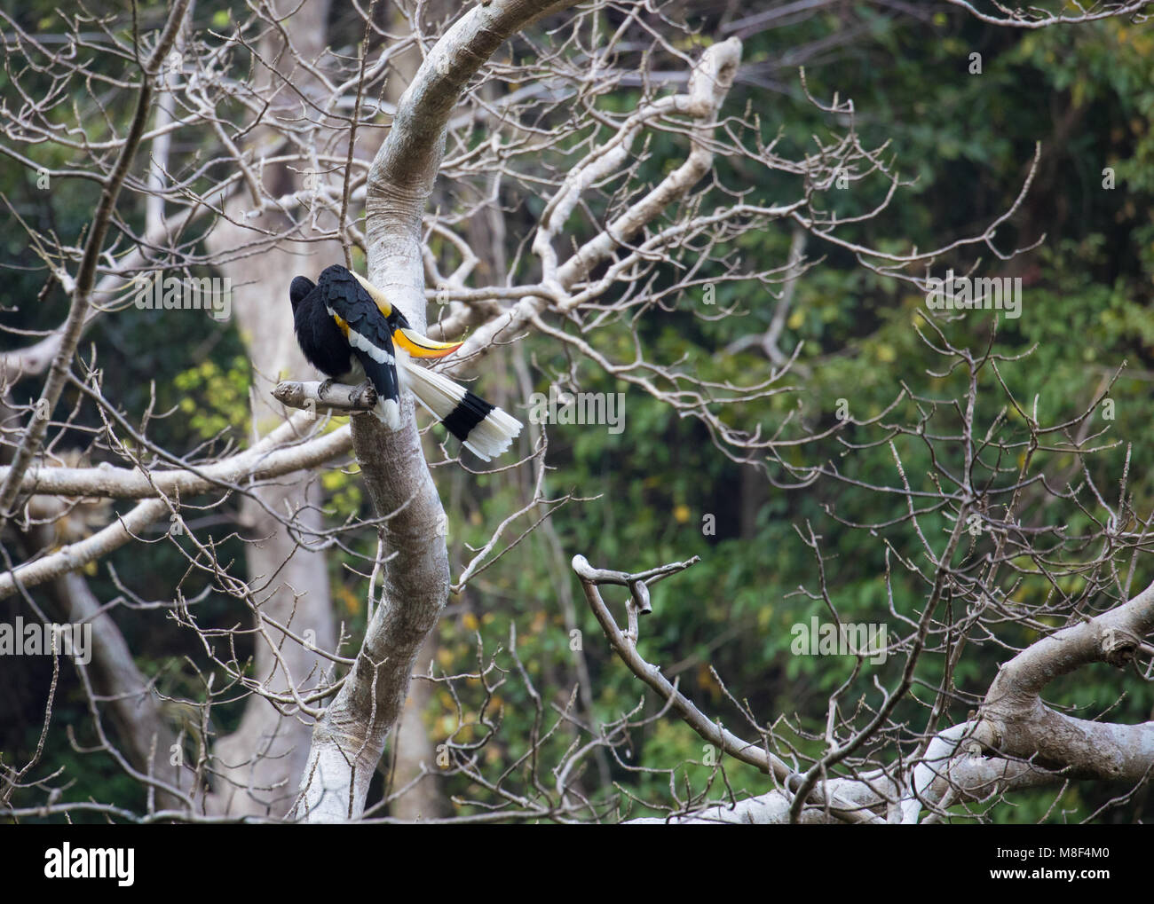 Buceros simum - La grande hornbill/Great Indian hornbill/grande pied hornbill Foto Stock