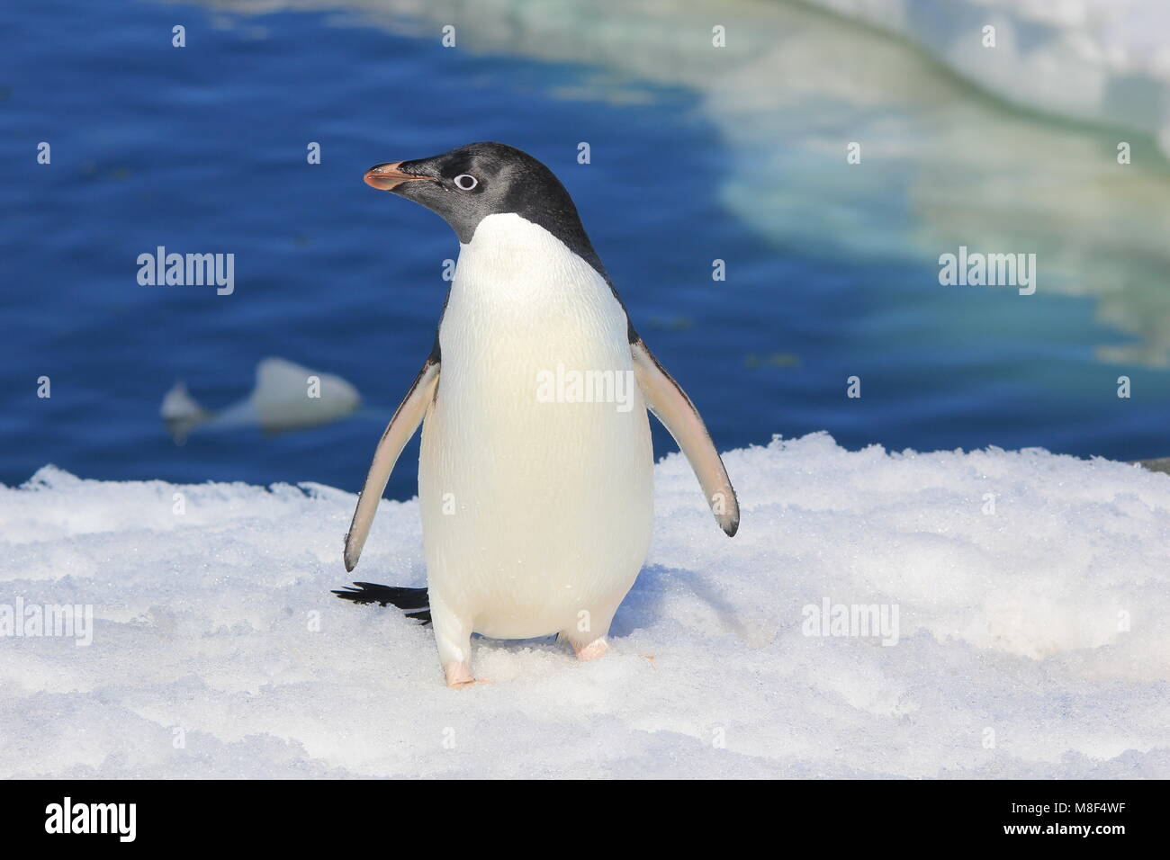 Adélie penguin (Pygoscelis adeliae) guardando intorno. Isola Yalour, Antartide Foto Stock