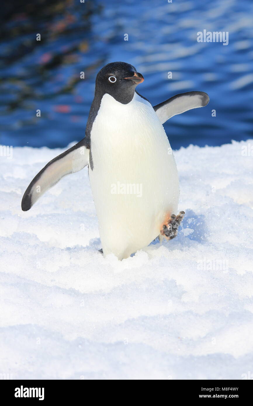 Adélie penguin (Pygoscelis adeliae) a piedi. Isola Yalour, Antartide Foto Stock