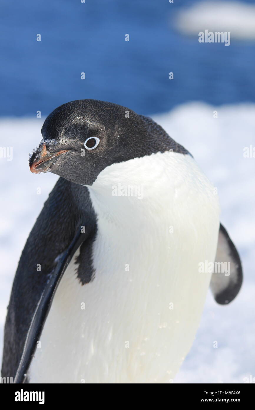 Adélie penguin (Pygoscelis adeliae) con ghiaccio sul becco. Isola Yalour, Antartide Foto Stock
