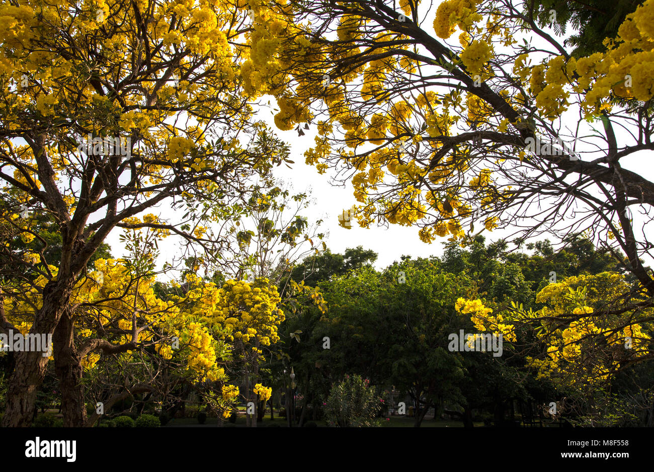 Argento struttura a campana, albero d oro, argento paraguaiano tromba ad albero. Blooming fiore giallo sulla stagione estiva in Thailandia Foto Stock