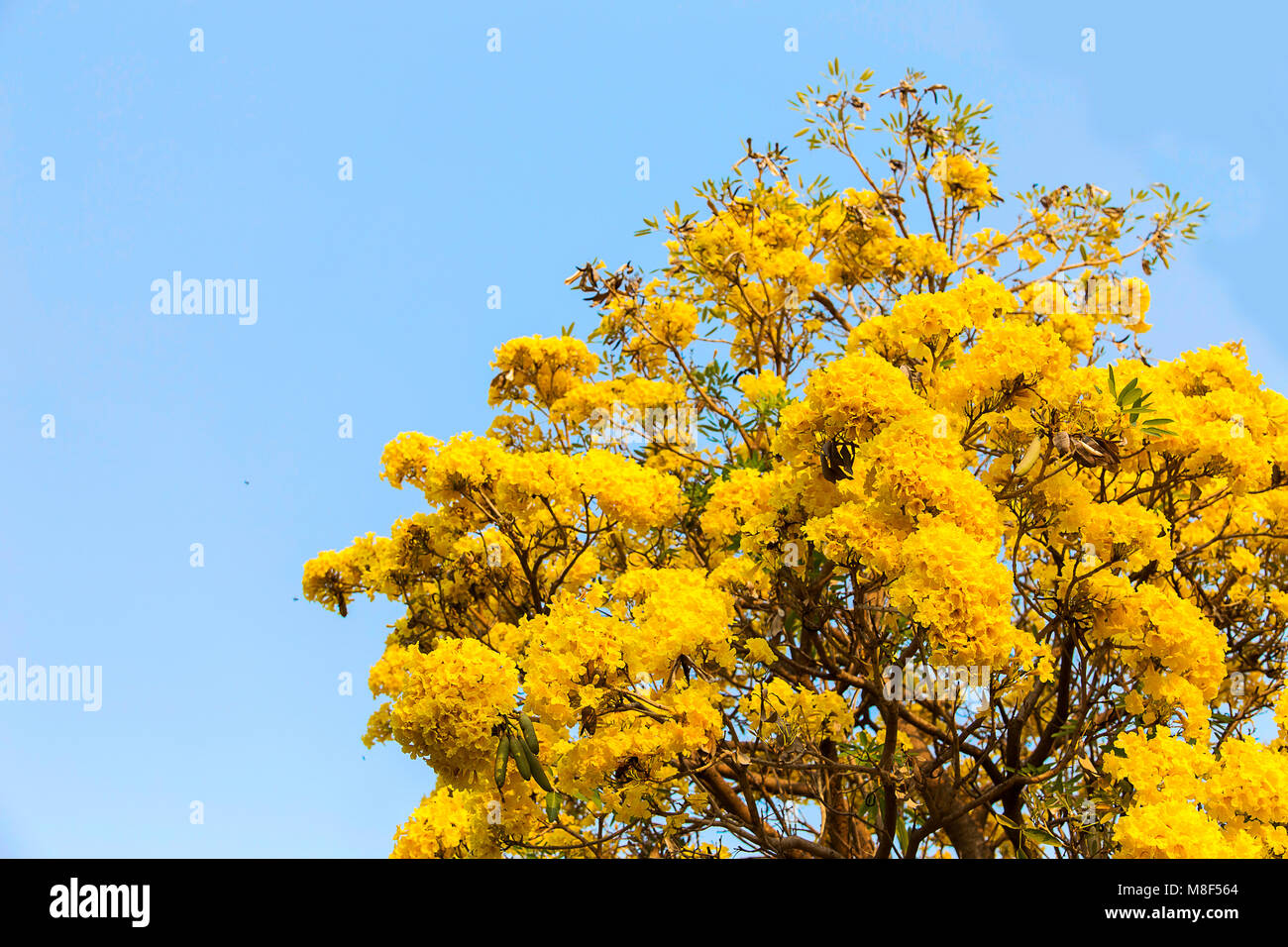 Argento struttura a campana, albero d oro, argento paraguaiano tromba ad albero. Blooming fiore giallo sulla stagione estiva in Thailandia Foto Stock