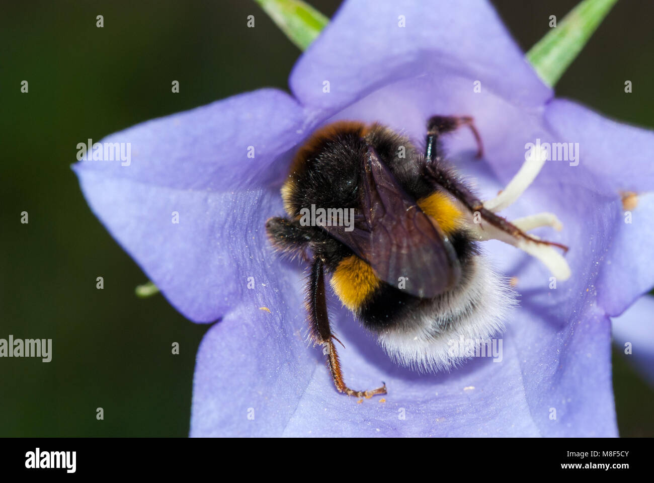 White-tailed bumblebee, Bombus lucorum, in un fiore Foto Stock