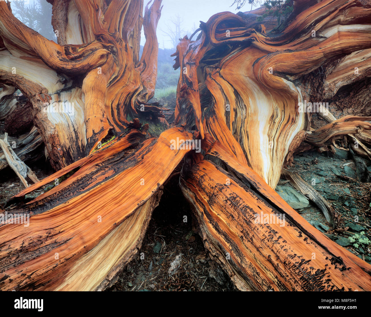 Bristlecone Pine, Pinus longaeva,White Mountains, Inyo National Forest, Sierra orientale, California Foto Stock
