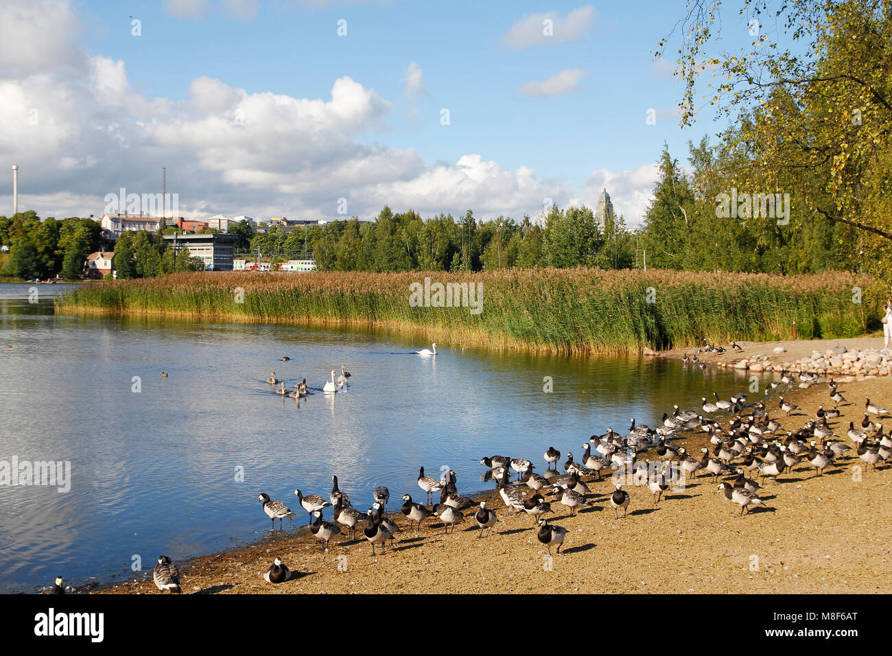 Il lago in un parco urbano, con la fauna selvatica Foto Stock