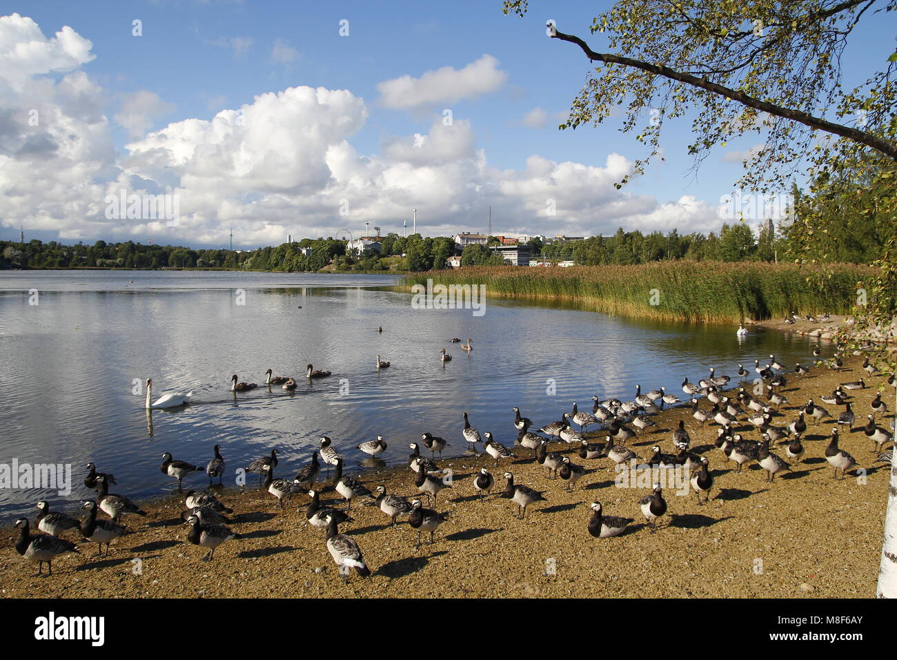 Il lago in un parco urbano, con la fauna selvatica Foto Stock