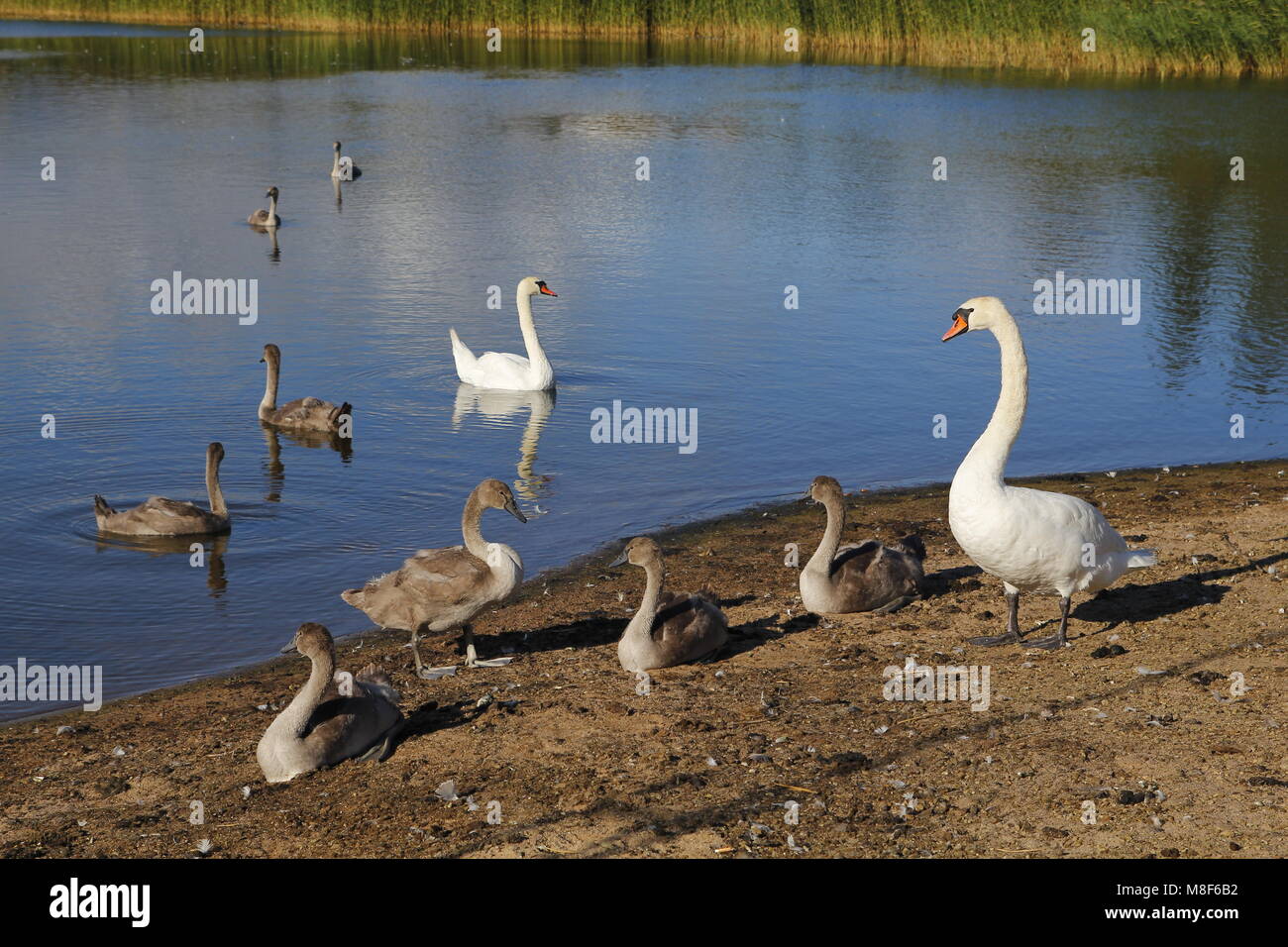 Il lago in un parco urbano, con la fauna selvatica Foto Stock