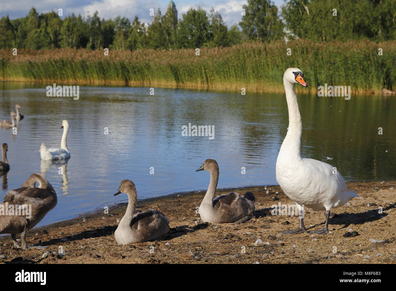 Il lago in un parco urbano, con la fauna selvatica Foto Stock