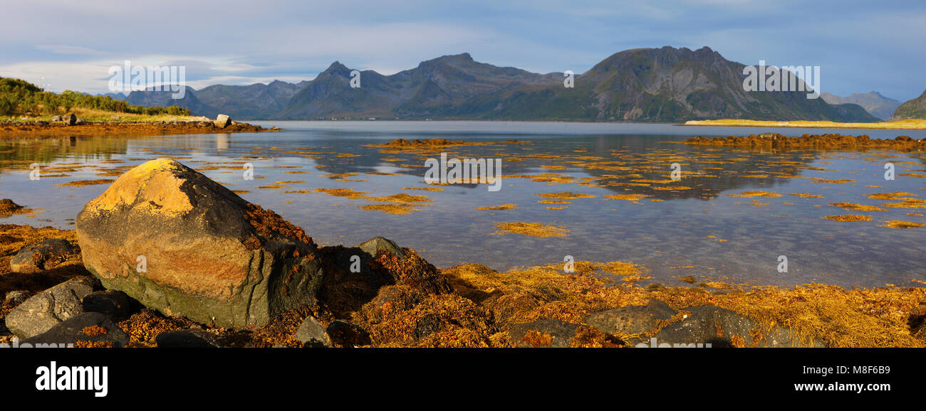 Scenic vista panoramica delle isole Lofoten fiordo con imponenti vette e riflesso nell'acqua, alghe di colore giallo sulla grande pietra in primo piano. La Norvegia. Foto Stock