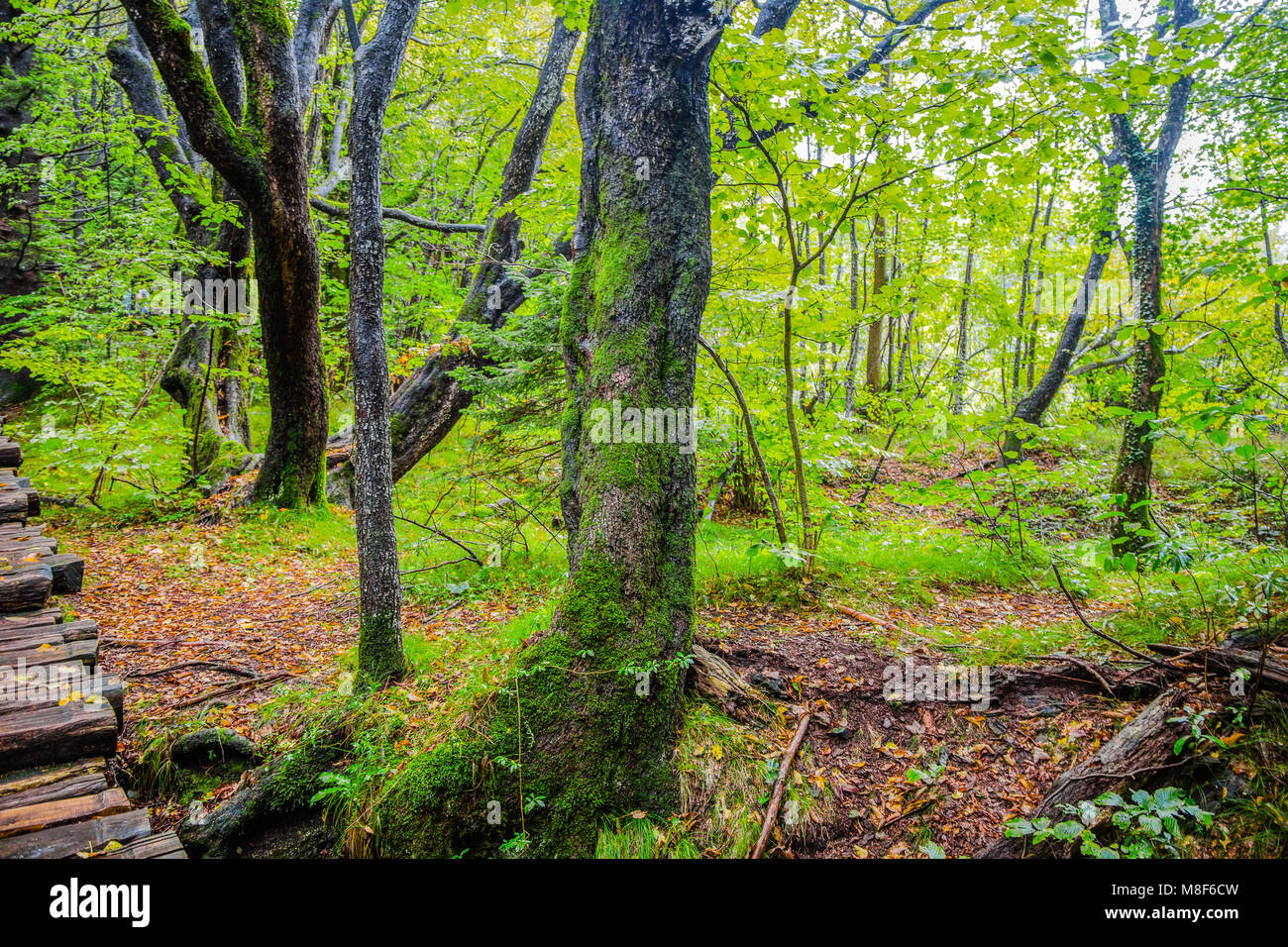 Grandi alberi in una foresta in autunno/ laghi di Plitvice/ Croazia/parchi nazionali Foto Stock