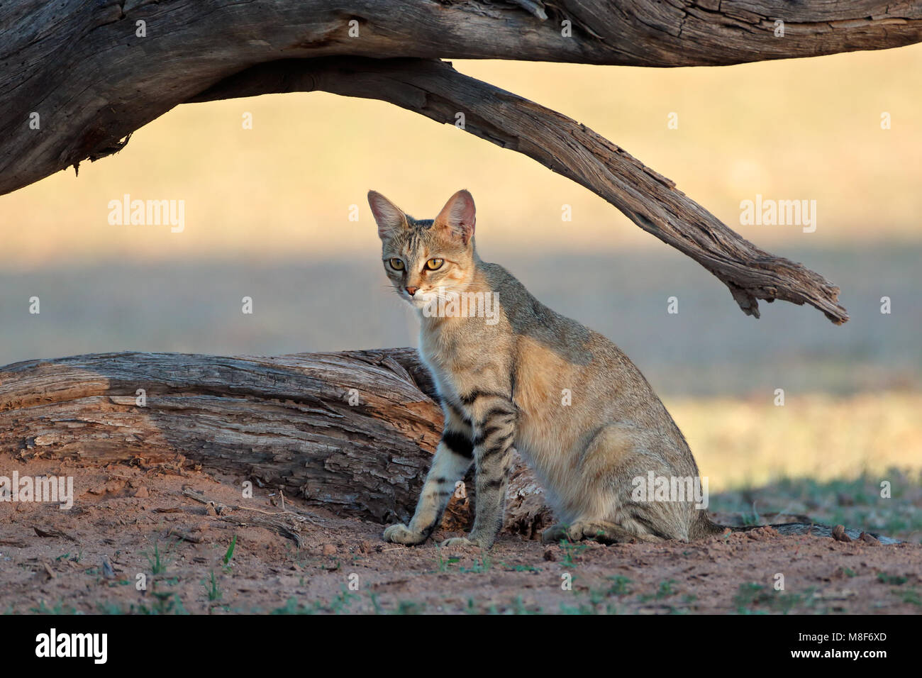 Un africano il gatto selvatico (Felis silvestris lybica), Deserto Kalahari, Sud Africa Foto Stock