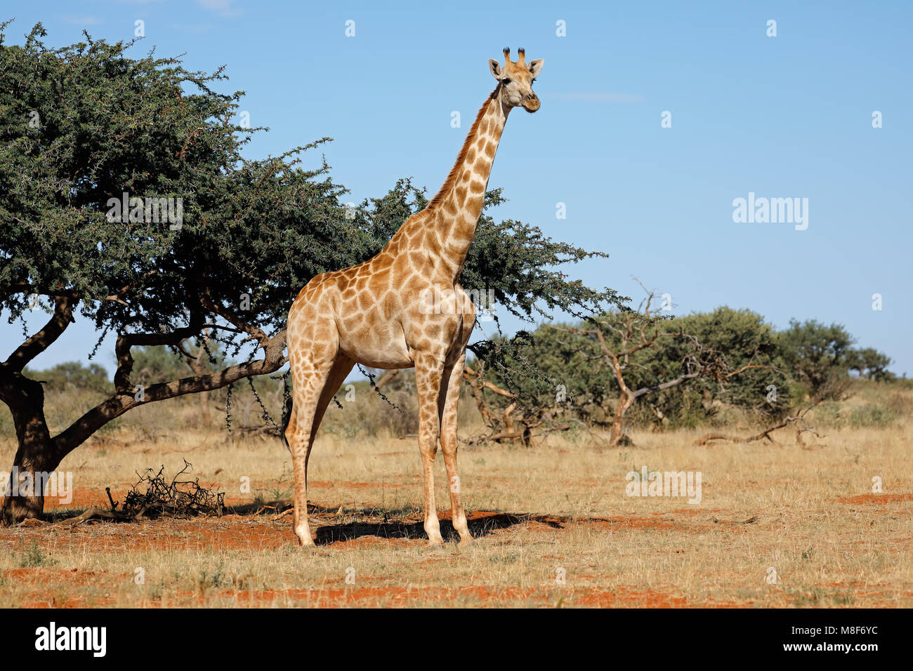 Una giraffa meridionale (Giraffa camelopardalis) in habitat naturale, Sud Africa Foto Stock