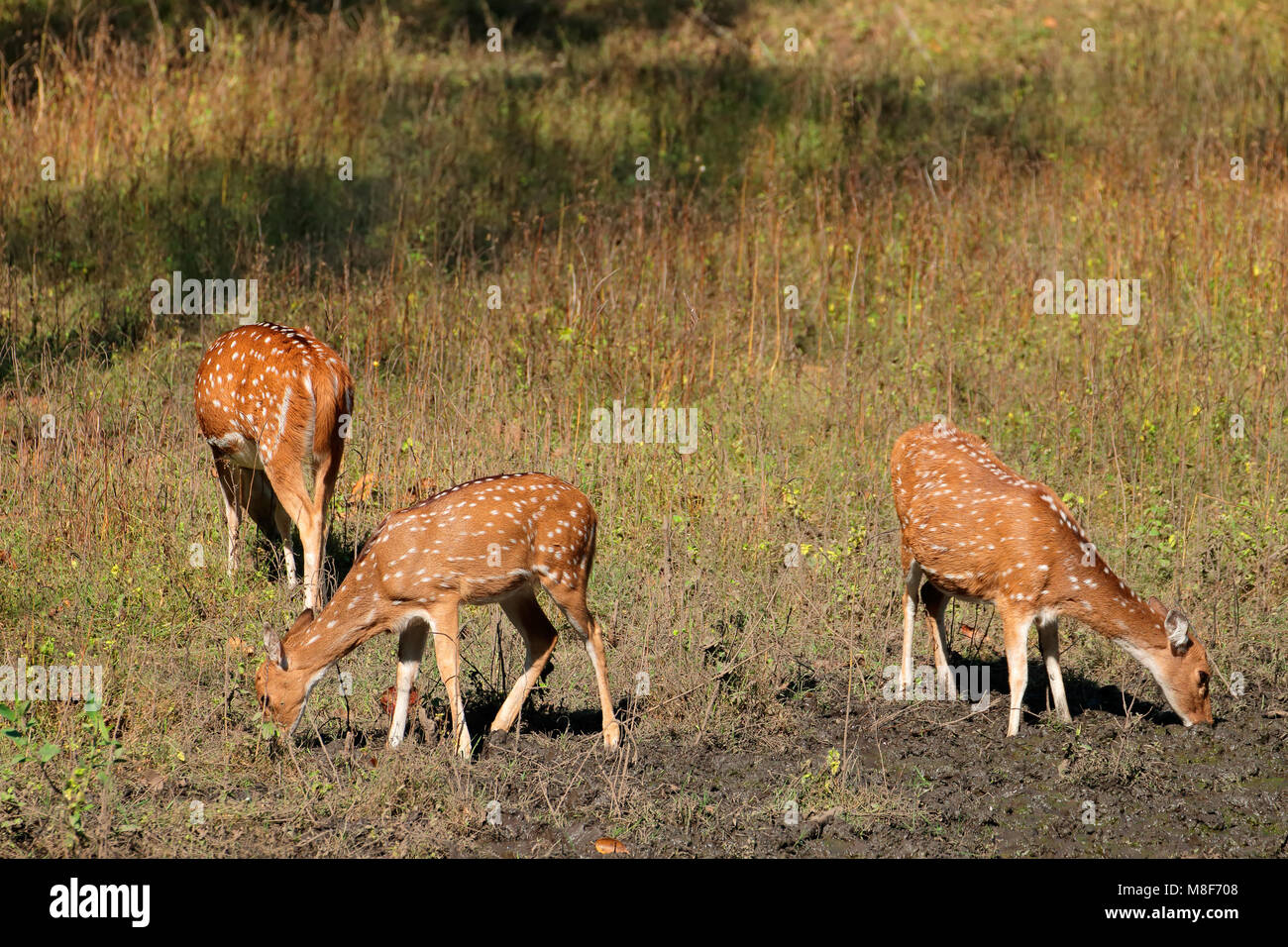 Spotted deer (asse asse) in habitat naturale, Parco Nazionale di Kanha, India Foto Stock