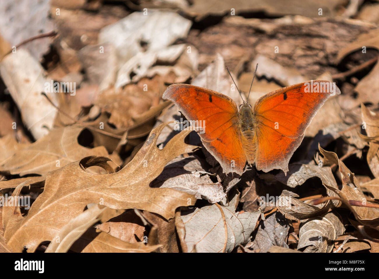 Farfalla arancione su foglie di colore marrone Foto Stock
