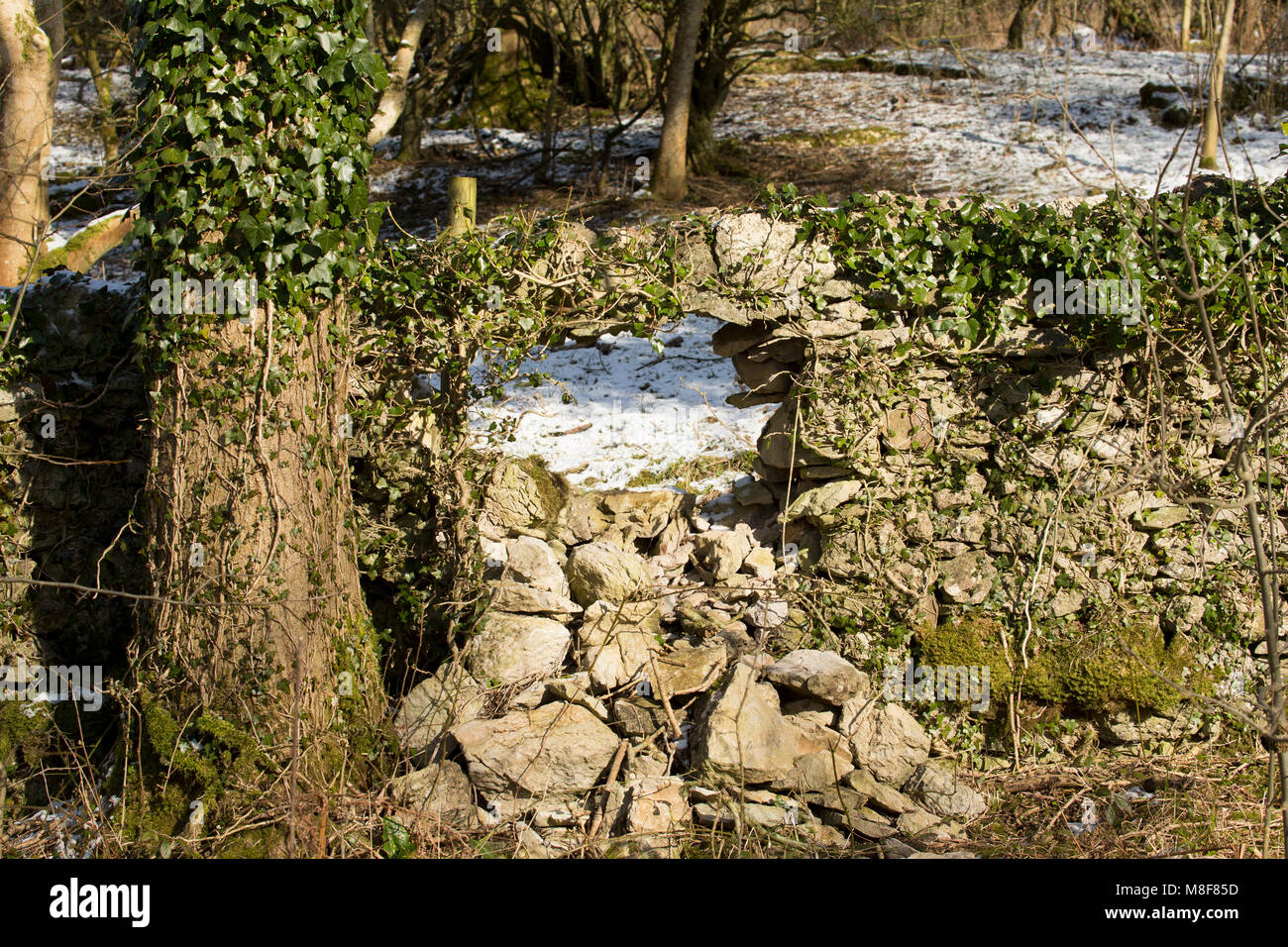 Un calcare secco muro di pietra che sta cominciando a crollare, Warton roccioso, LANCASHIRE REGNO UNITO Foto Stock