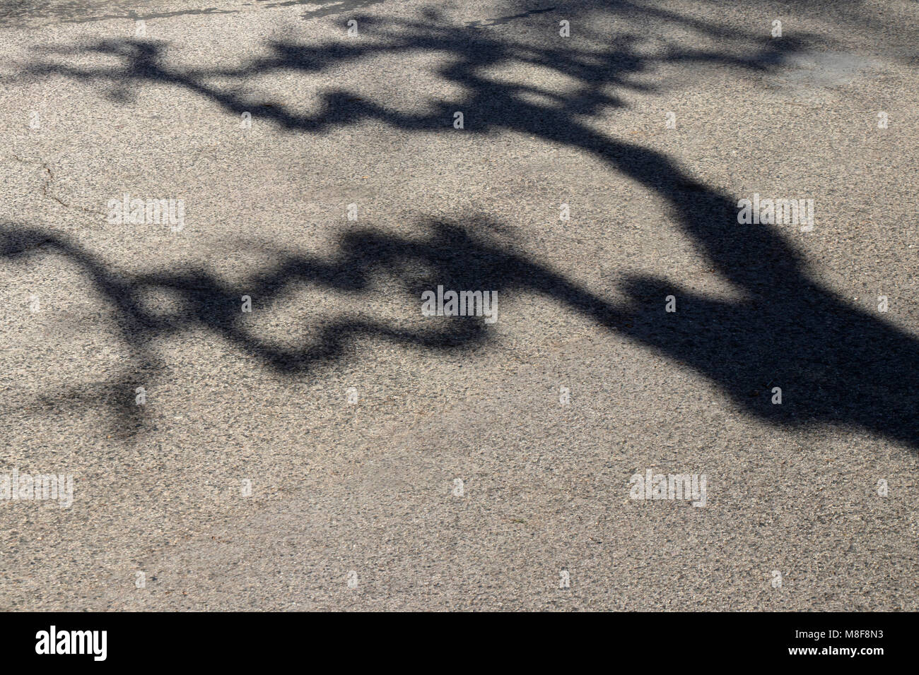 Ombra di un storto rami albero su strada asfaltata Foto Stock