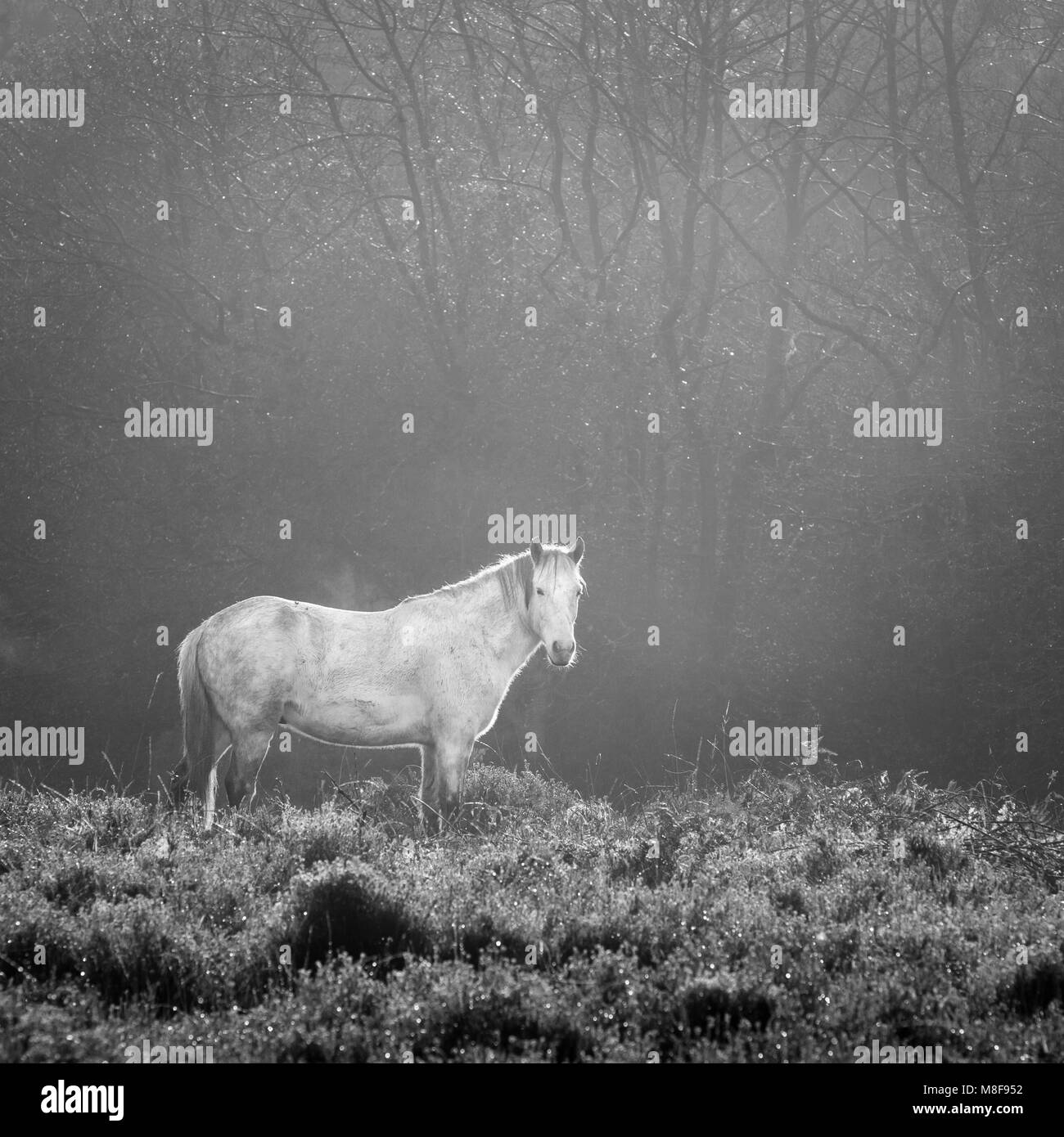 New Forest pony in bianco e nero Foto Stock