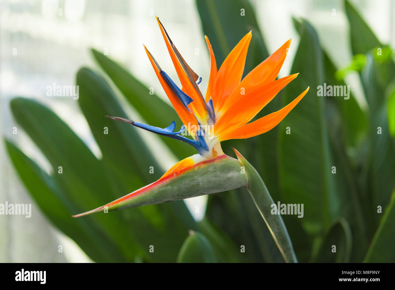 Esotico fiore di Strelitzia reginae o uccello del paradiso in serra Foto Stock