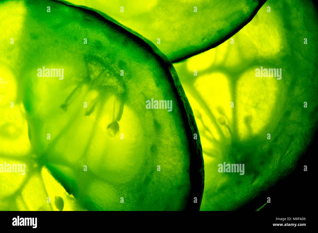 Primo piano di un cetriolo, back lit Foto Stock