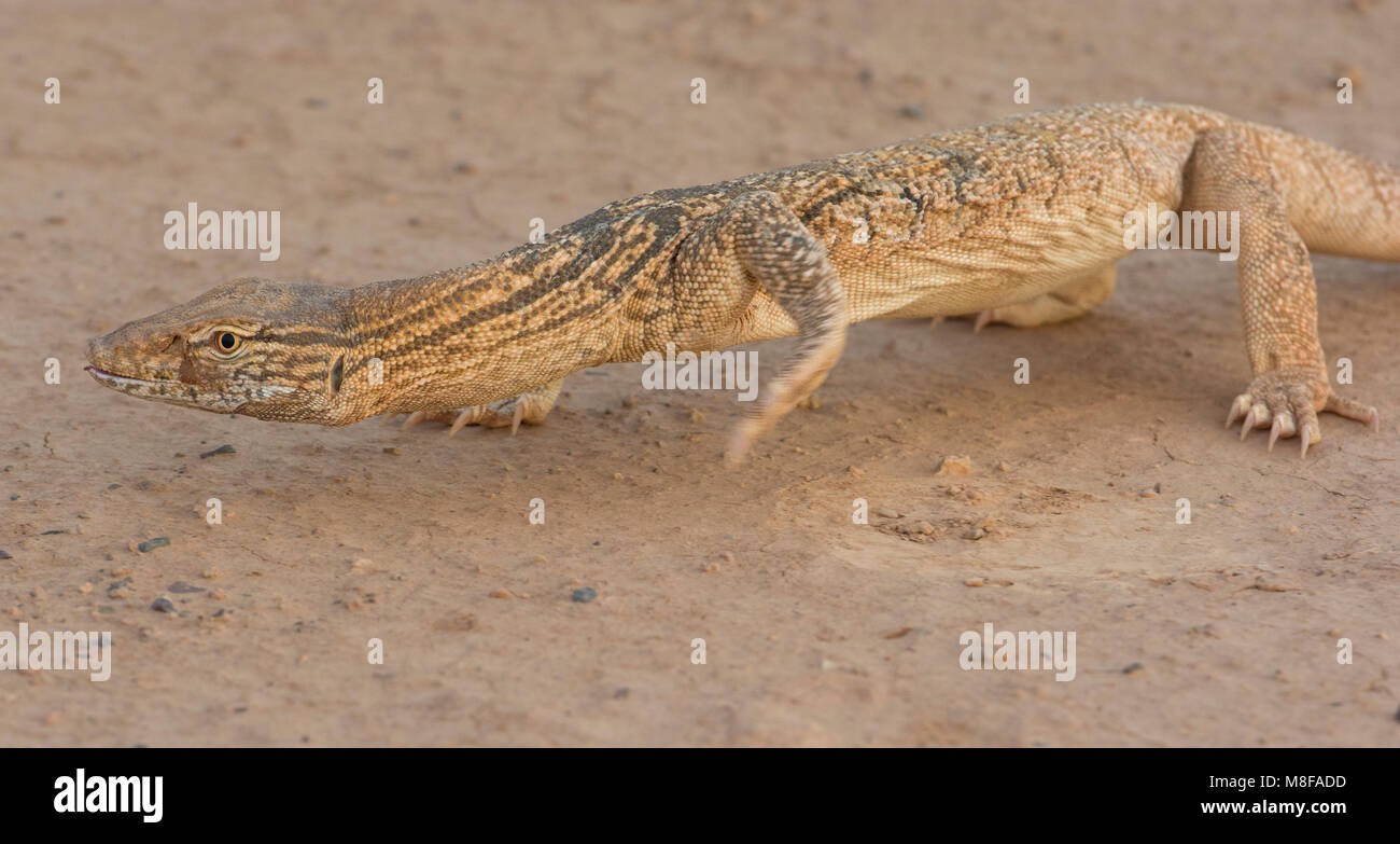 Deserto Rare Monitor Lizard (Varanus griseus griseus) nel deserto marocchino del Nord Africa. Foto Stock