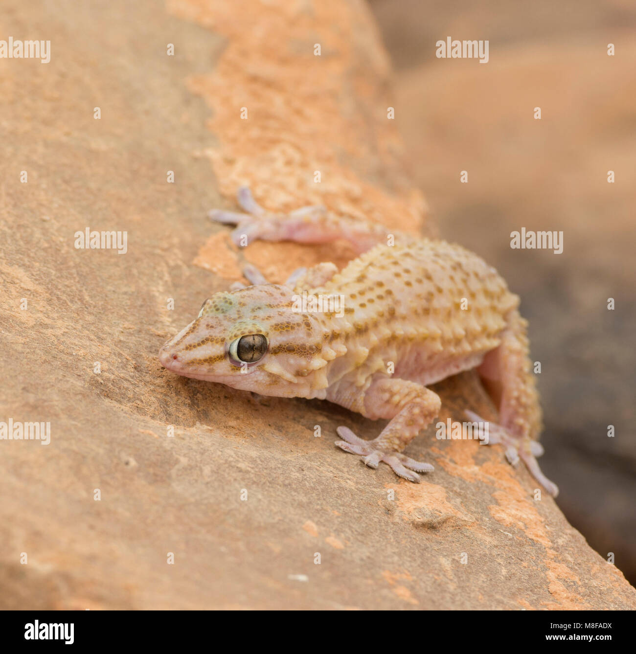 Moresco pallido Gecko (Tarentola Mauritania) seduto su una roccia in Marocco. Foto Stock