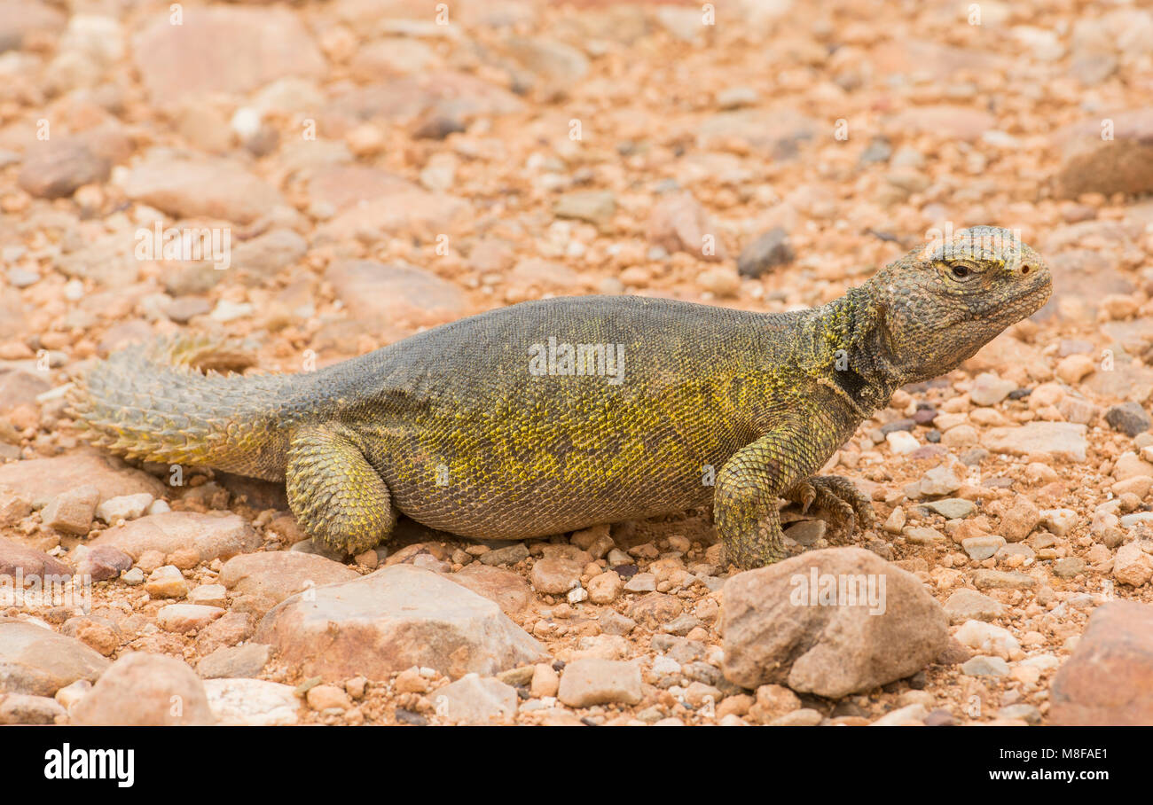 Femmina Uromastyx marocchino (Uromastyx acanthinura) nel deserto del Marocco in Nord Africa. Foto Stock