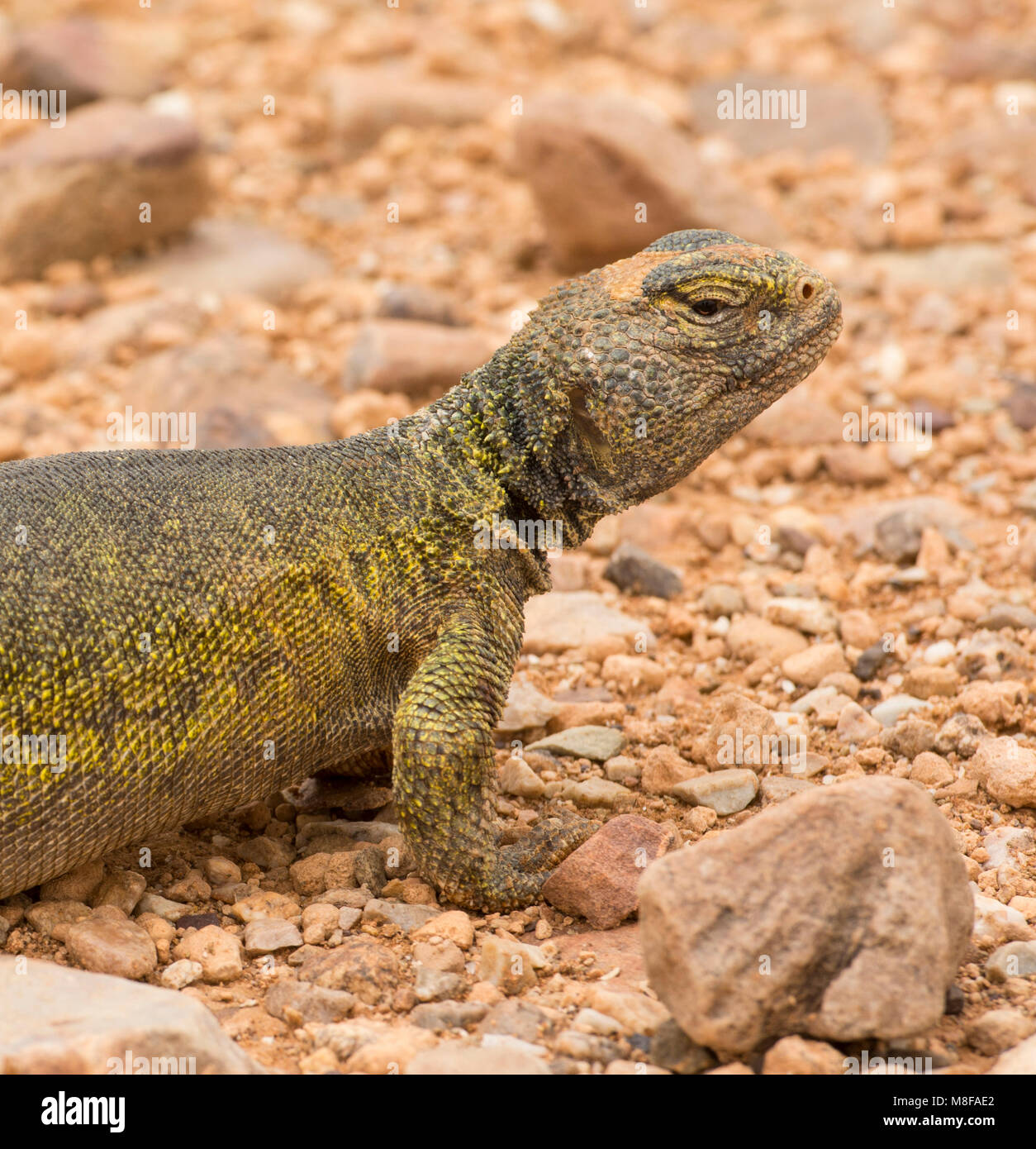 Femmina Uromastyx marocchino (Uromastyx acanthinura) nel deserto del Marocco in Nord Africa. Foto Stock