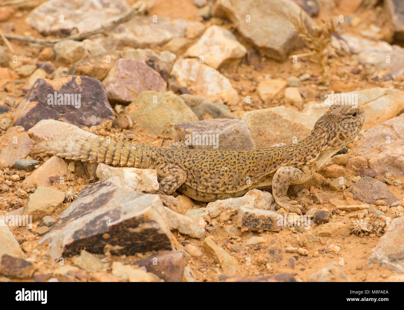 I capretti marocchino (Uromastyx Uromastyx acanthinura) nel deserto del Marocco in Nord Africa. Foto Stock