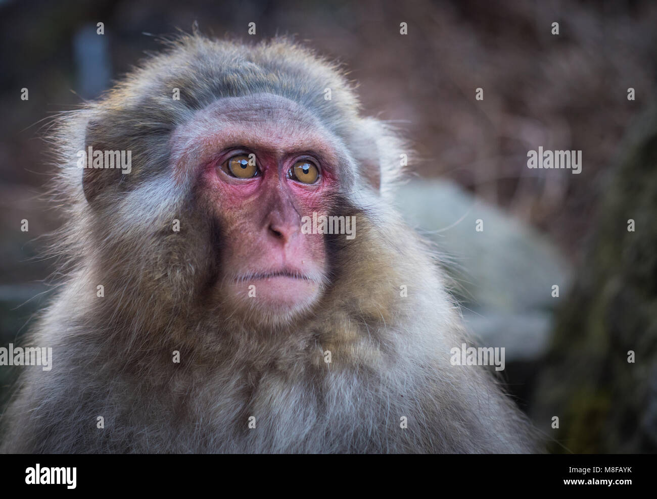 Neve O Di Scimmia Macaco Giapponese In Primavera Calda Onsen Foto Stock Alamy