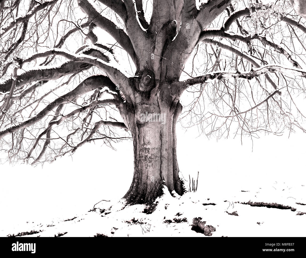 Solitario nodose e veterano annodato albero nella neve. Foto Stock