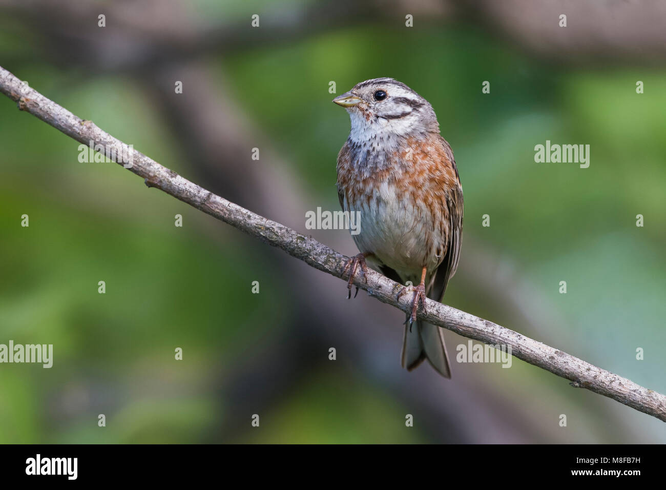 Witkopgors x Geelgors; Pine Bunting x Zigolo giallo; Foto Stock