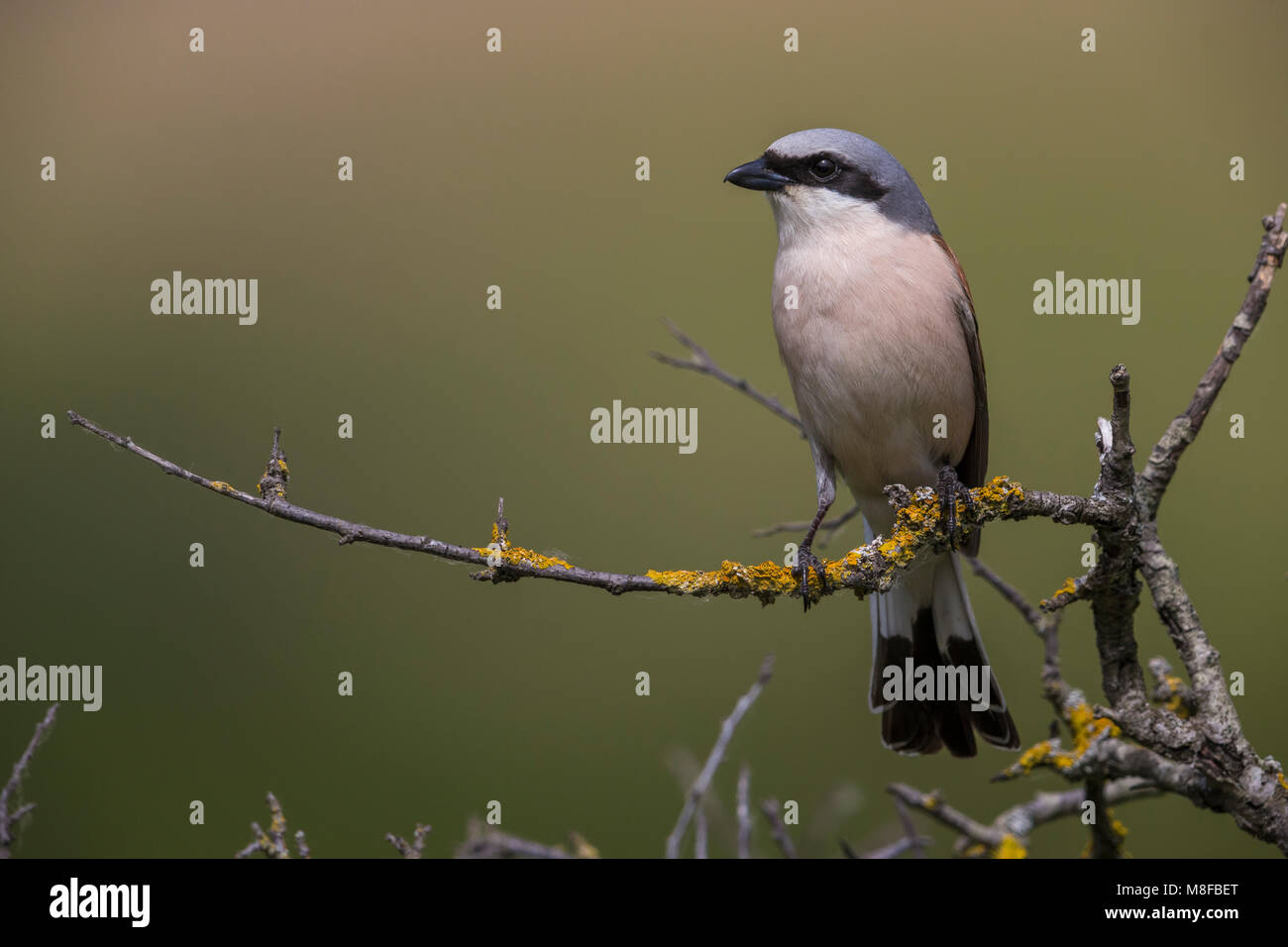 Grauwe Klauwier volwassen man zittend in struik; rosso-backed Shrike maschio adulto arroccato nella boccola Foto Stock