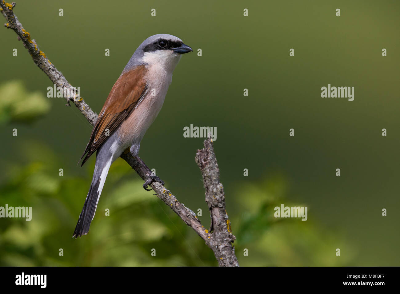 Grauwe Klauwier volwassen man zittend in struik; rosso-backed Shrike maschio adulto arroccato nella boccola Foto Stock