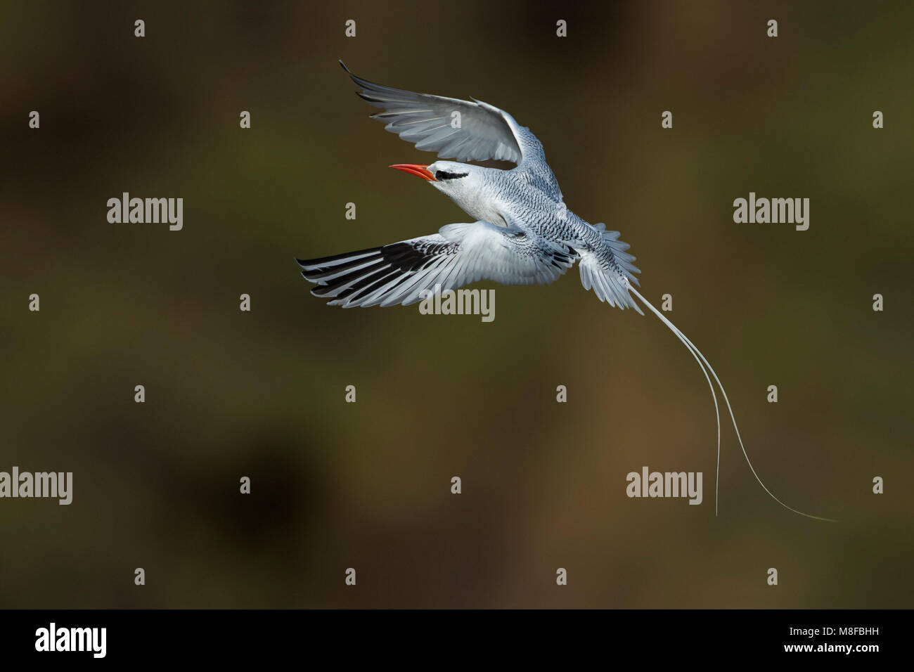 In Roodsnavelkeerkringvogel vlucht, rosso-fatturati Tropicbird in volo Foto Stock