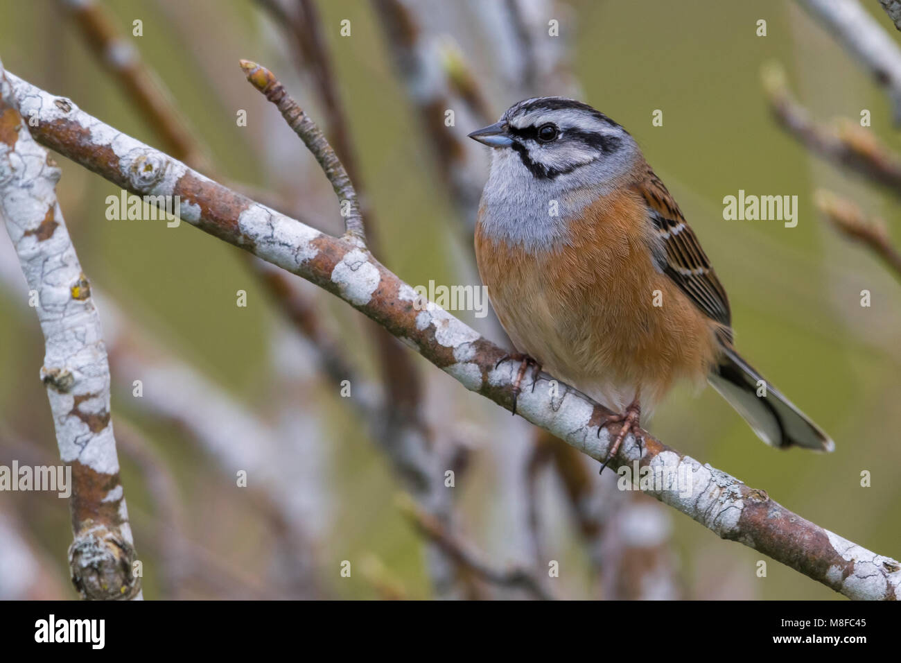 Mannetje Grijze Gors; Rock Bunting maschio Foto Stock