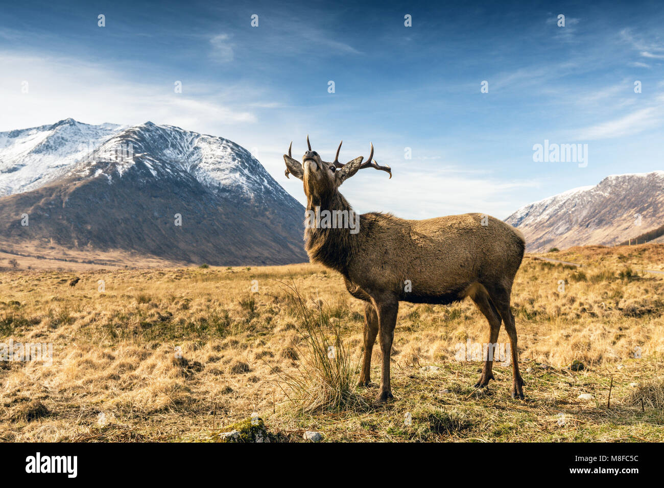 Red Stag Cervo in Glen Etive, Glencoe, Highlands, Scotland, Regno Unito, Europa Foto Stock